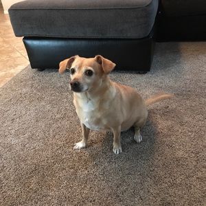 Meet your Posher, Albert